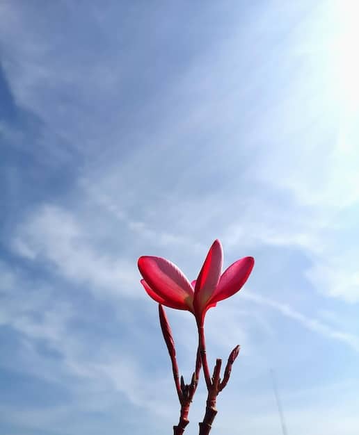 A blooming cherry blossom branch against a soft blue sky, illustrating the beauty and fleeting nature of life and the importance of accepting impermanence.