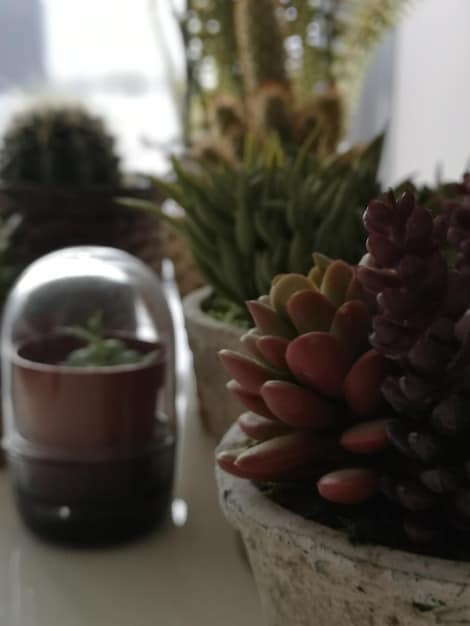 A close-up of various potted plants on a window sill, bathed in soft natural light. The plants include succulents, herbs, and small flowering plants, creating a miniature indoor garden.
