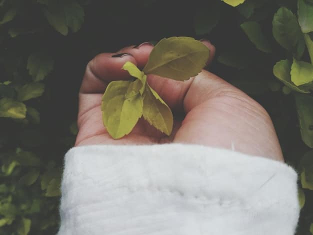 A close-up shot of hands gently holding a leaf, symbolizing the gentle and attentive nature of mindfulness practice. The background is blurred, emphasizing the focus on the present moment.